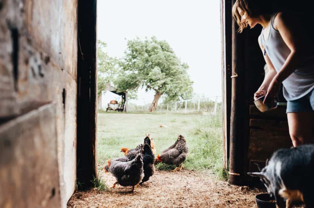 homesteading off the grid with chickens and goats
