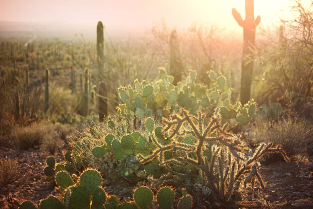 sunshine through the cactus