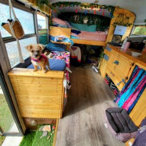 Interior of Brittany Newsom's Skoolie, featuring a little dog