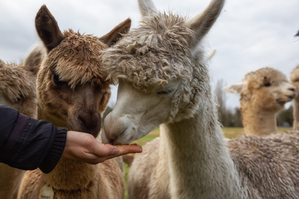 Girl feeding food from hand to an Alpaca in a farm during a cloudy day.