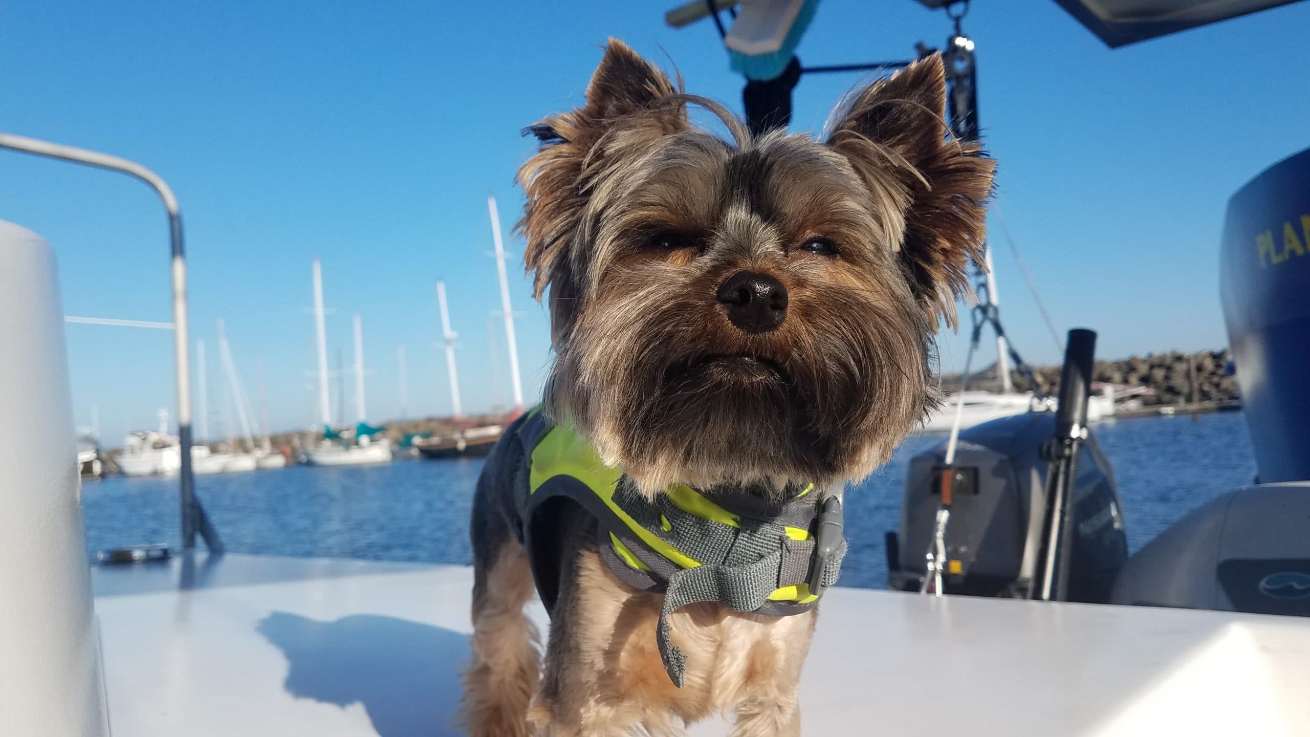 Onboard Lifestyle Dog on the Onboard Lifestyle Sailboat