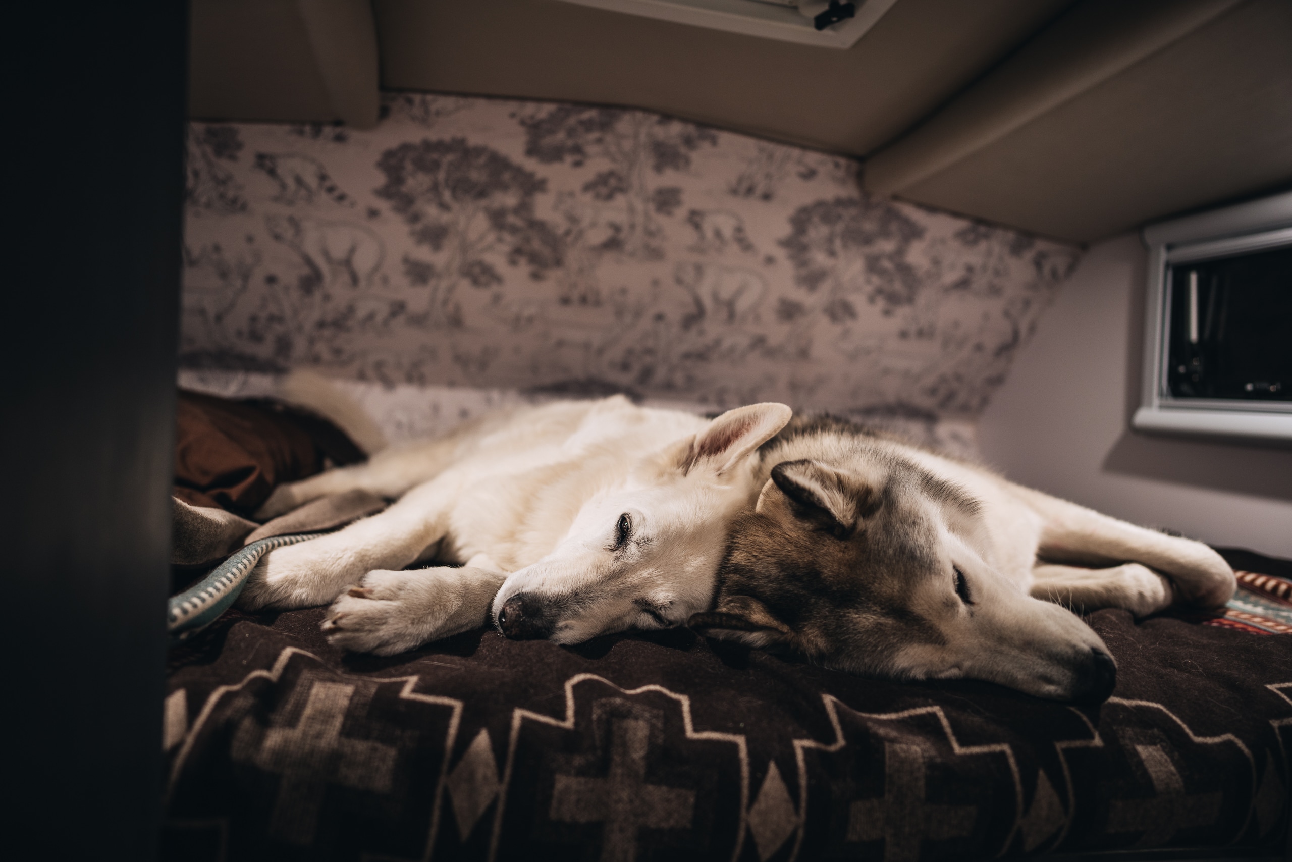 Loki the Wolfdog and Raven in Kelly Lund's Truck Camper