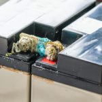 Battery Terminals With Blue Corrosion