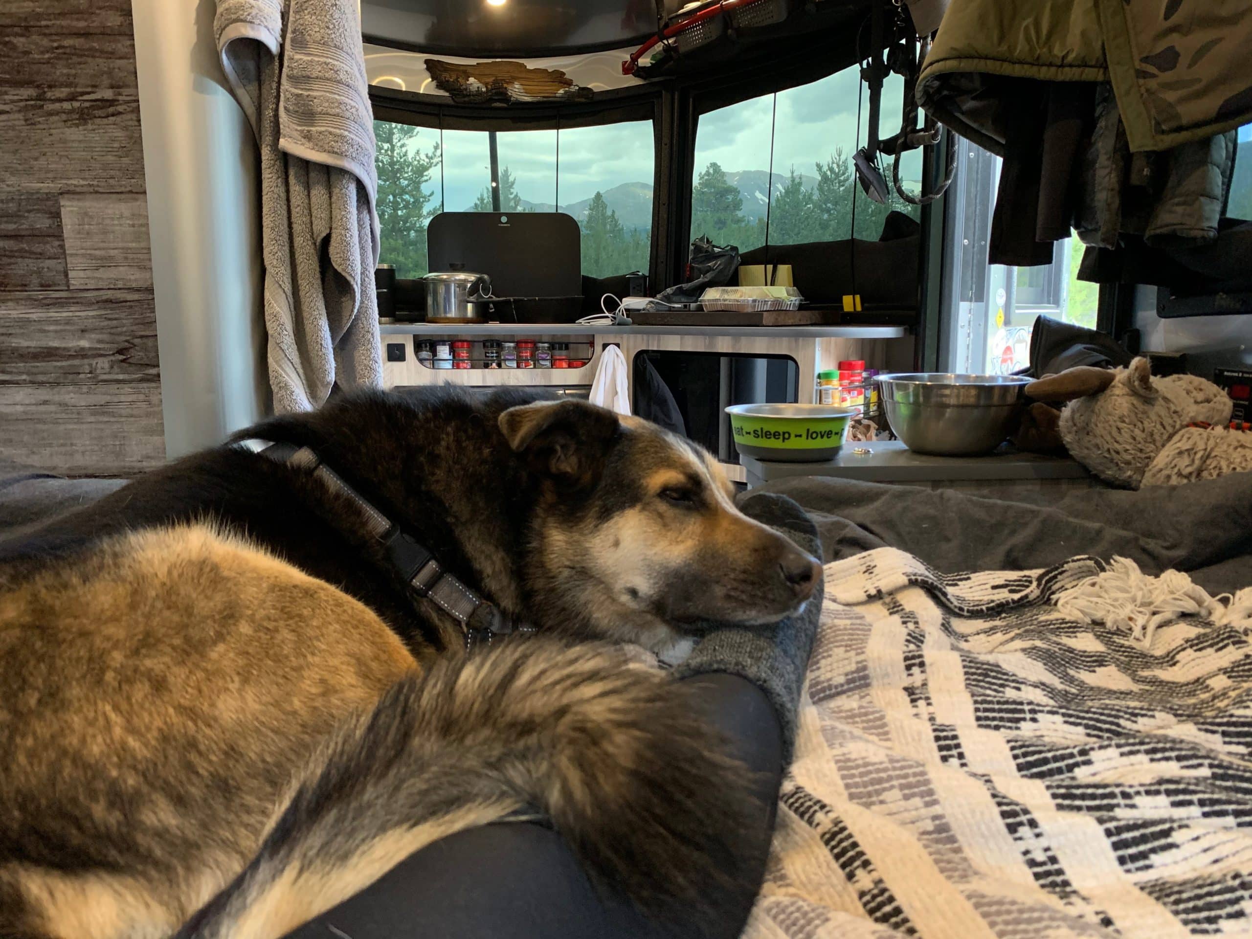 Interior of Tails of Wanderlust Airstream Basecamp with Cass and Jasper on the Bed