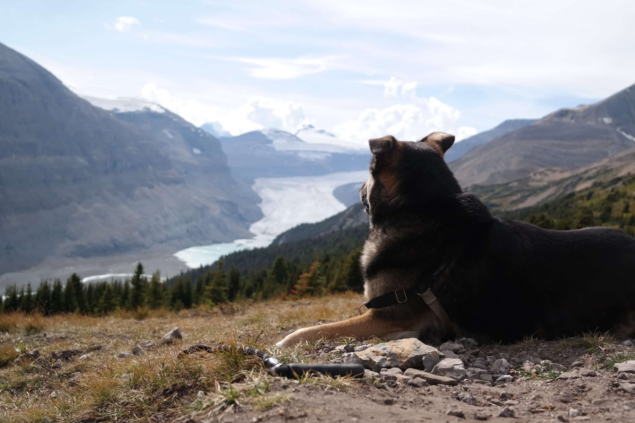 Tails of Wanderlust Dog Jasper Overlooking a River and Mountains