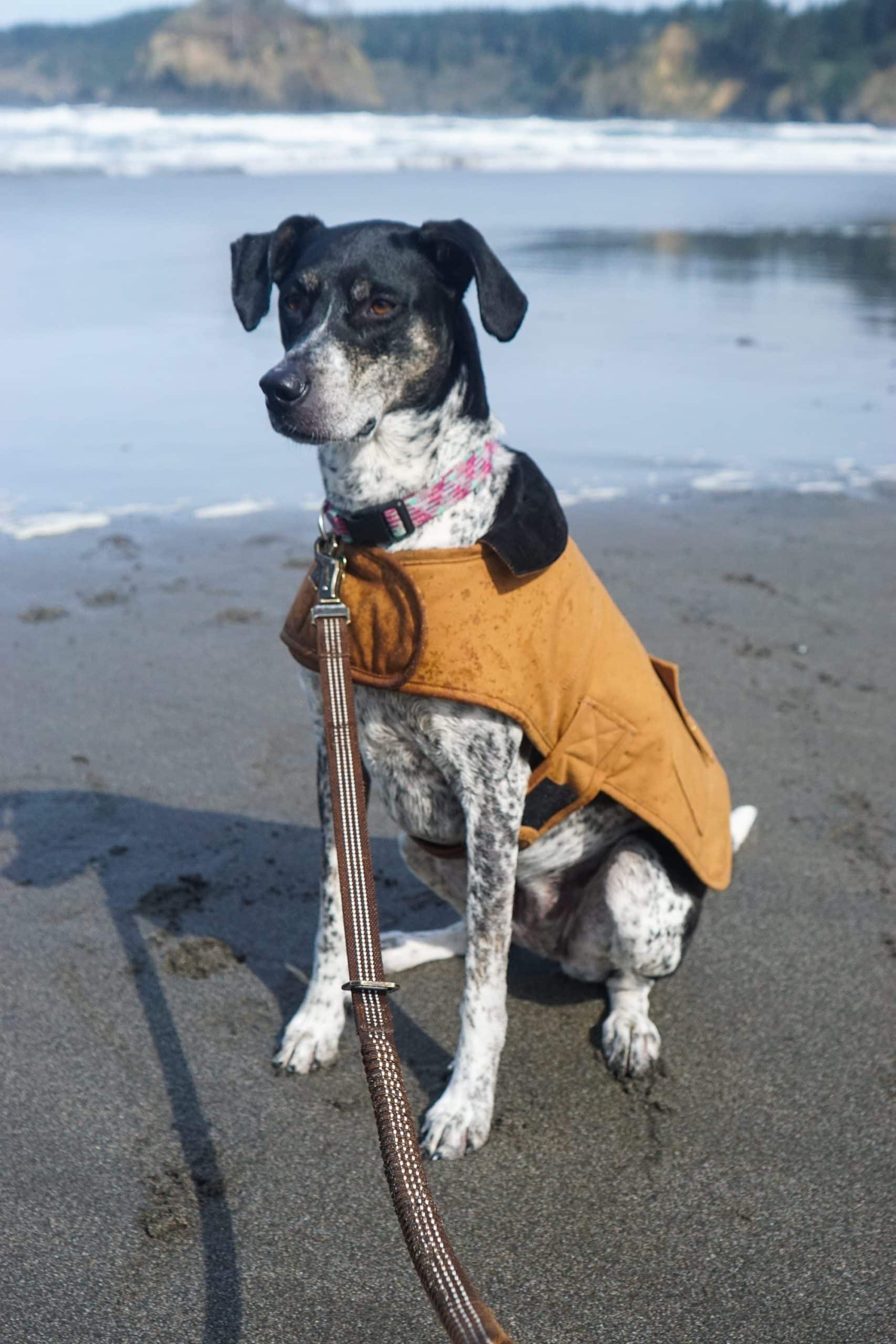 Lili the dog on a beach wearing a sweater