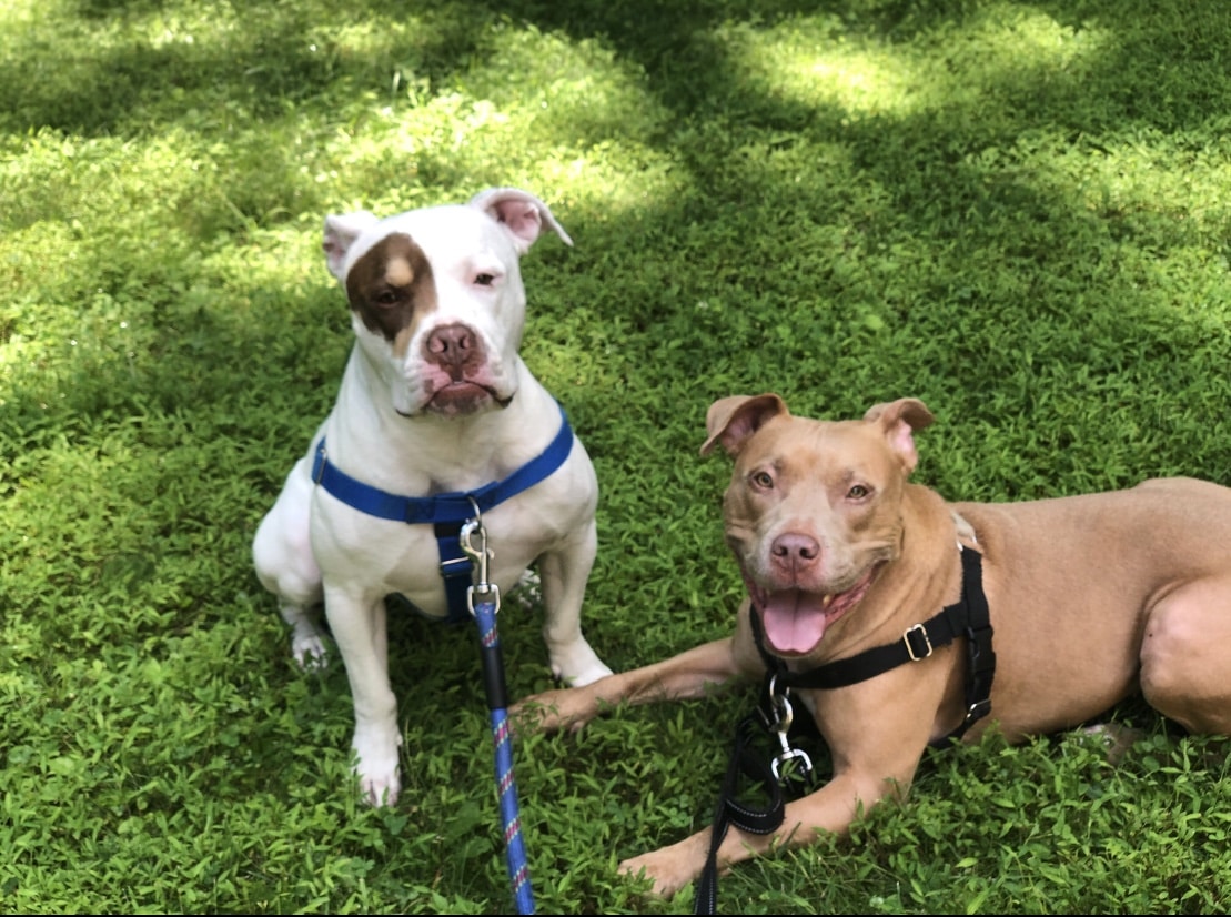 Sierra and Bowser in grass