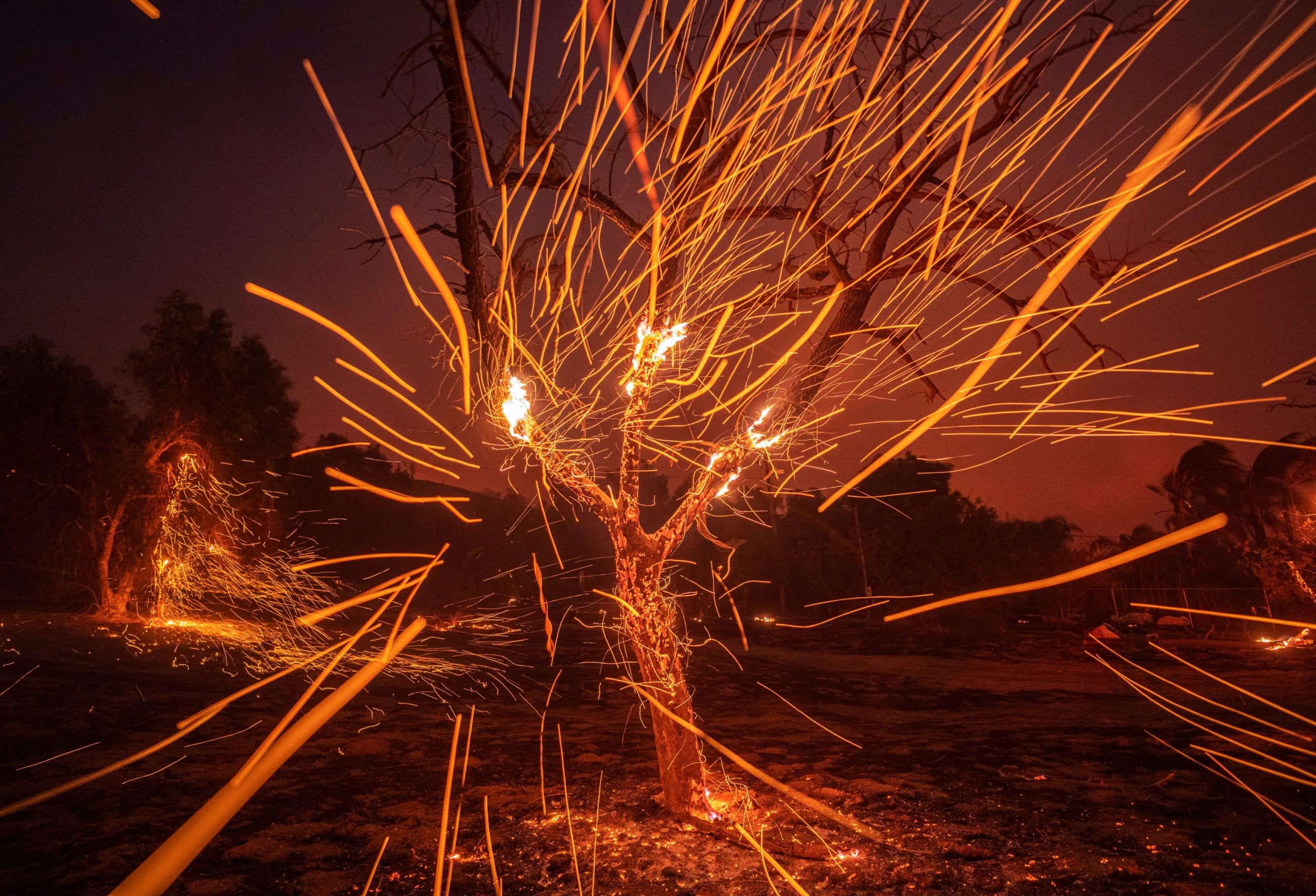 Stuart Palley Photo of a tree on fire with sparks flying