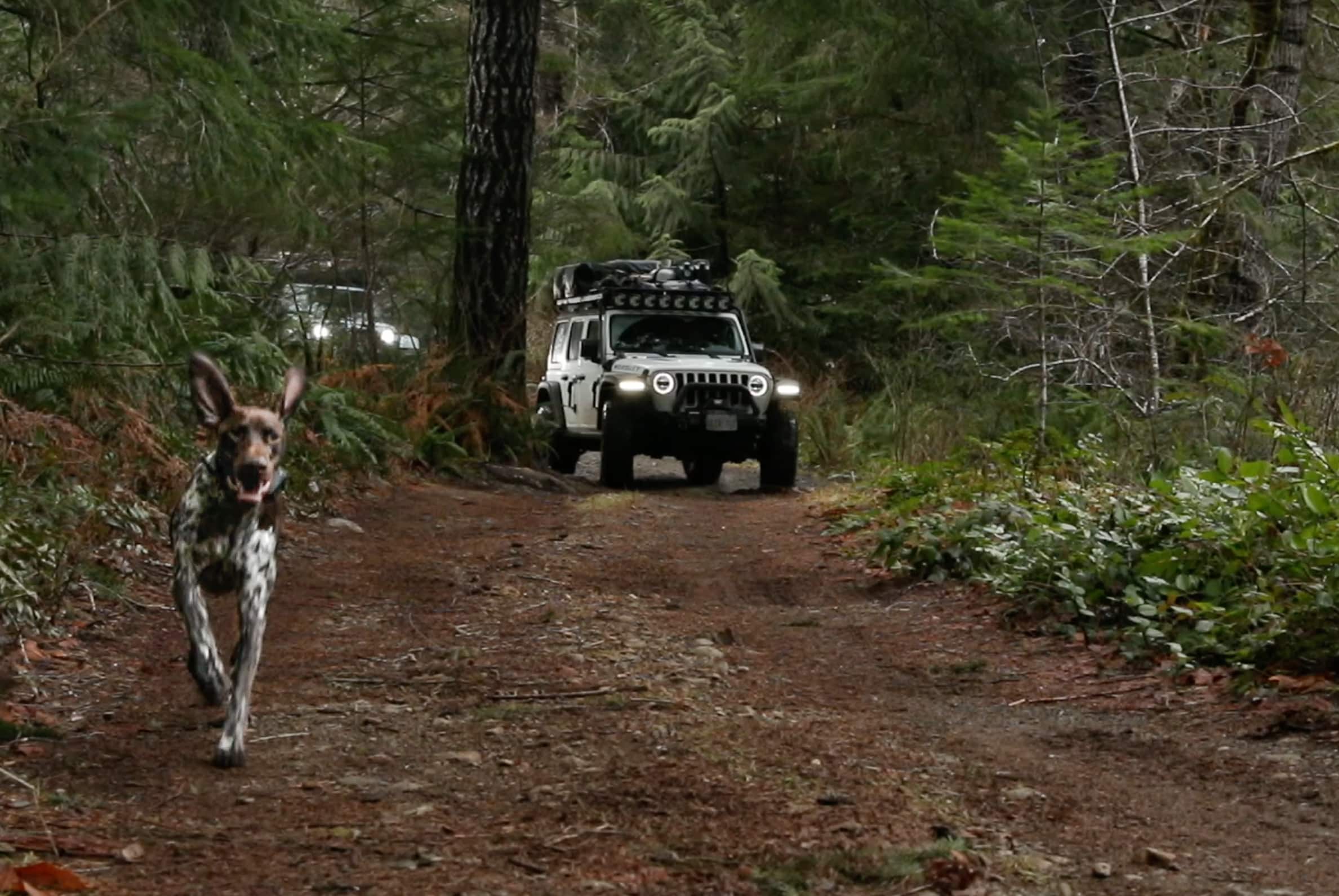 Lando the dog running being followed by a jeep