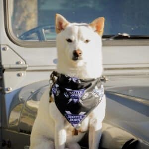 Dog Cooper From Go Play Outside Wearing Battle Born Batteries Merch