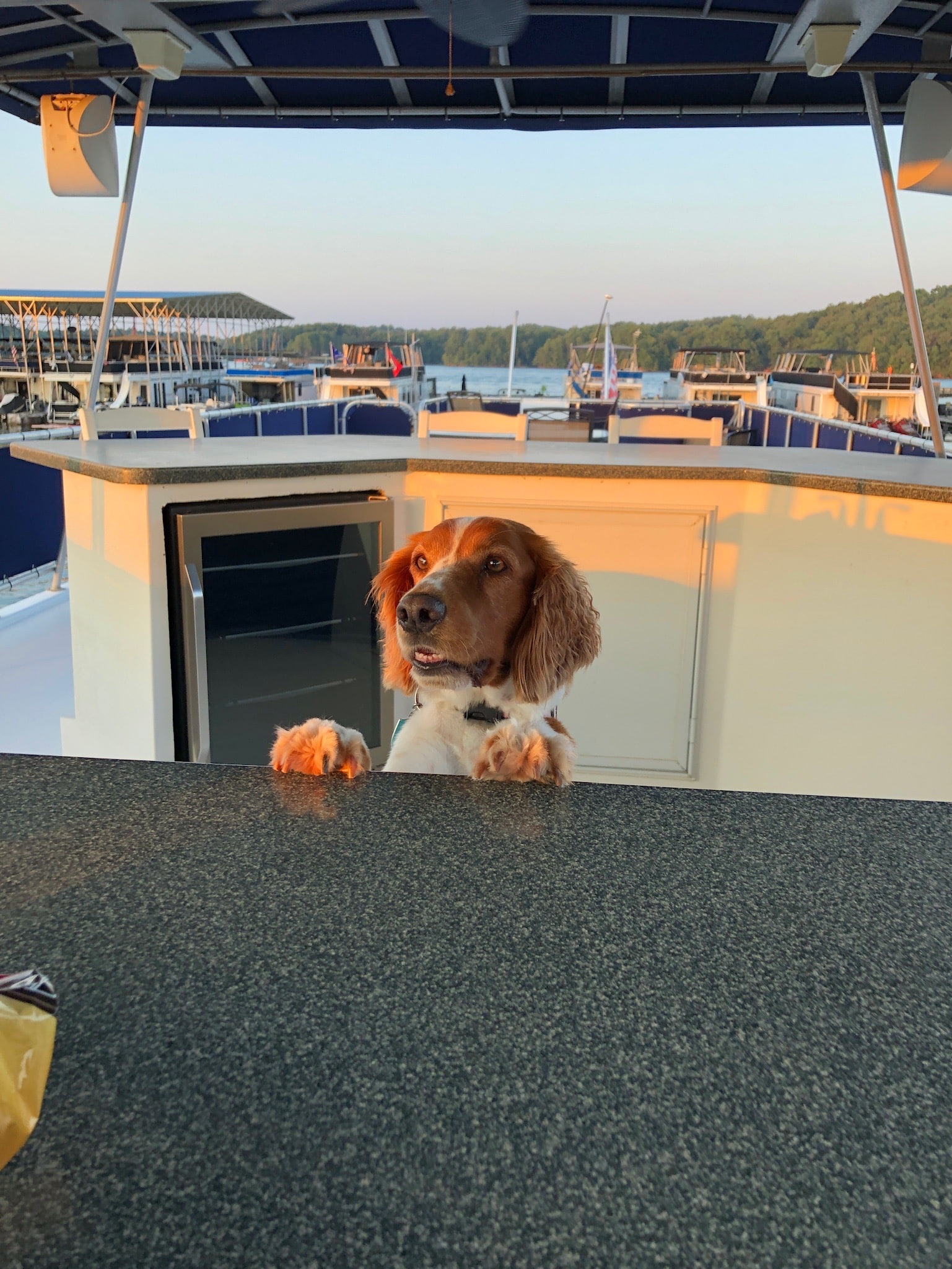 Dog Dory on the Deep Houseboat Life Boat