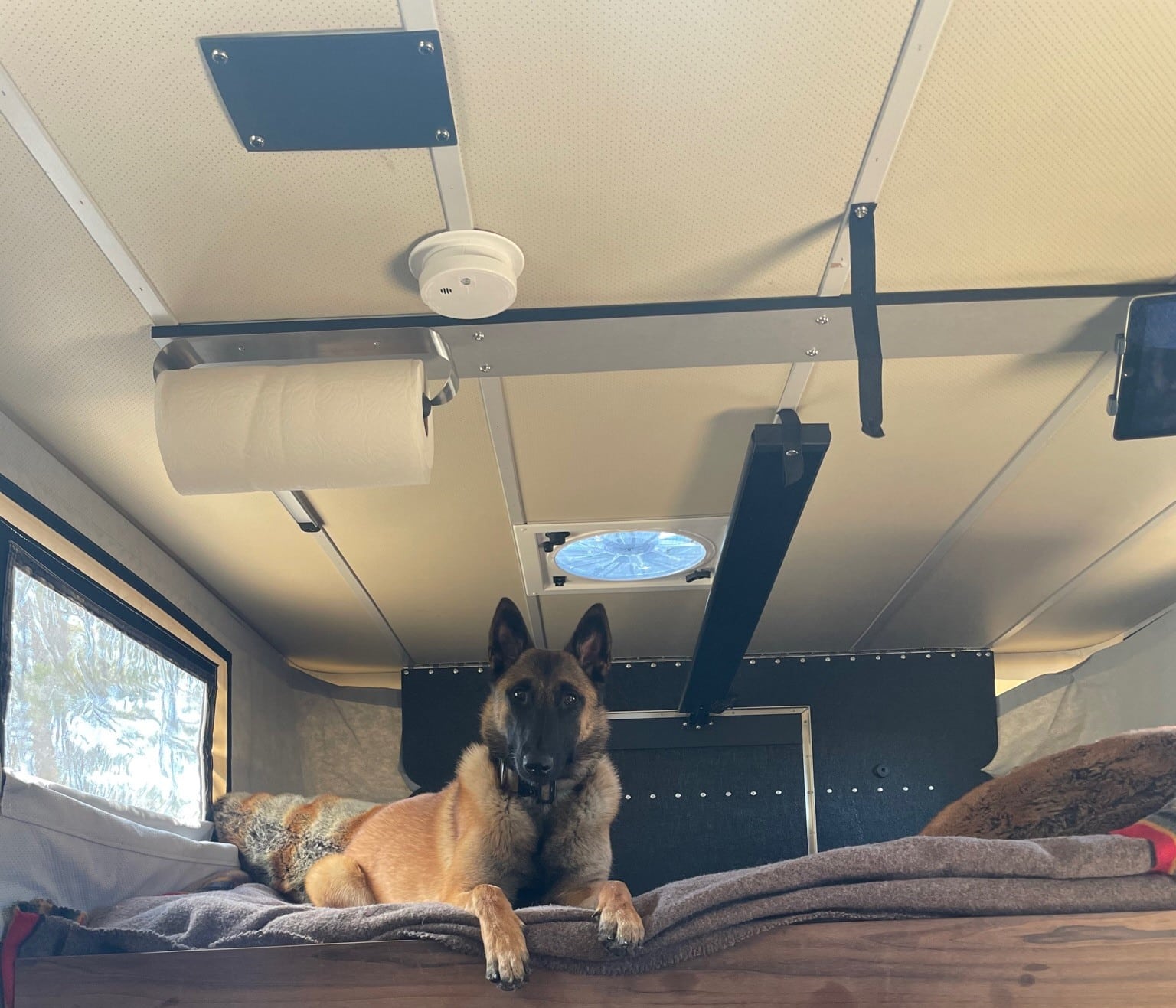 Freya the German Shepard laying in the loft bed of Sean's overlanding rig