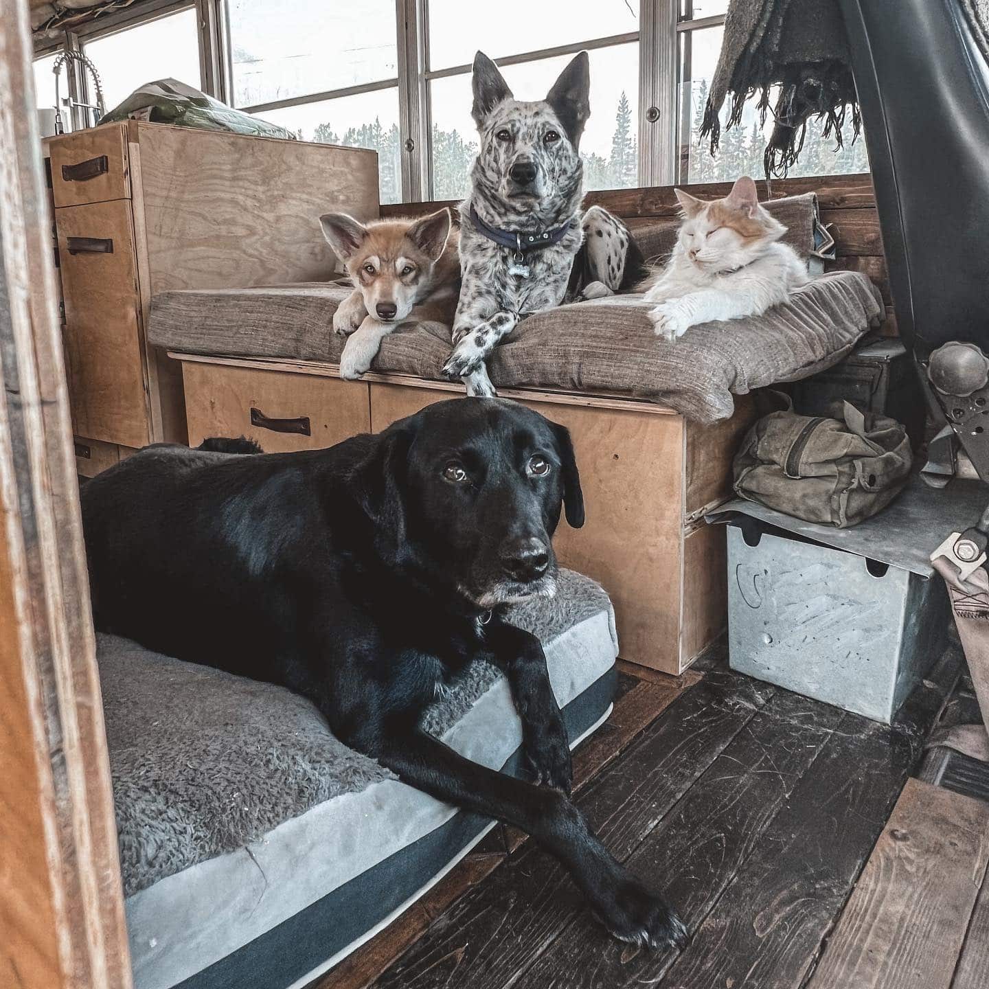 The Painted Buffalo pets lounging inside of their converted skoolie
