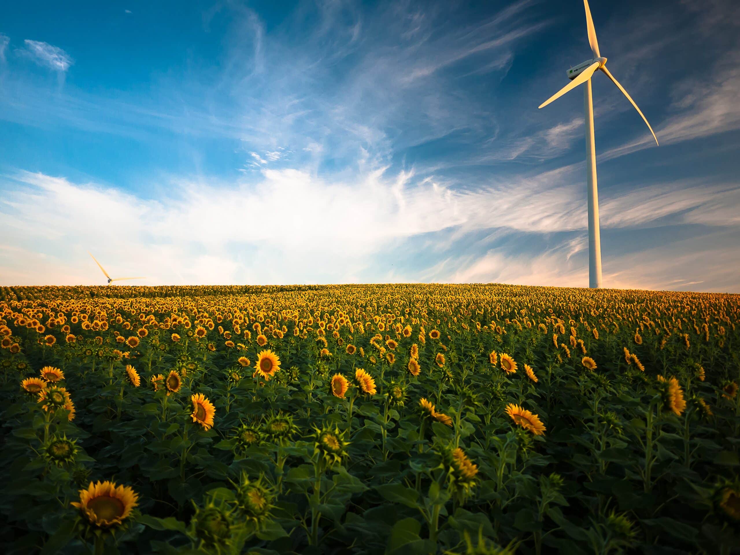 Battle Born Batteries: A windmill for Renewable Energy sits in a field of sunflowers