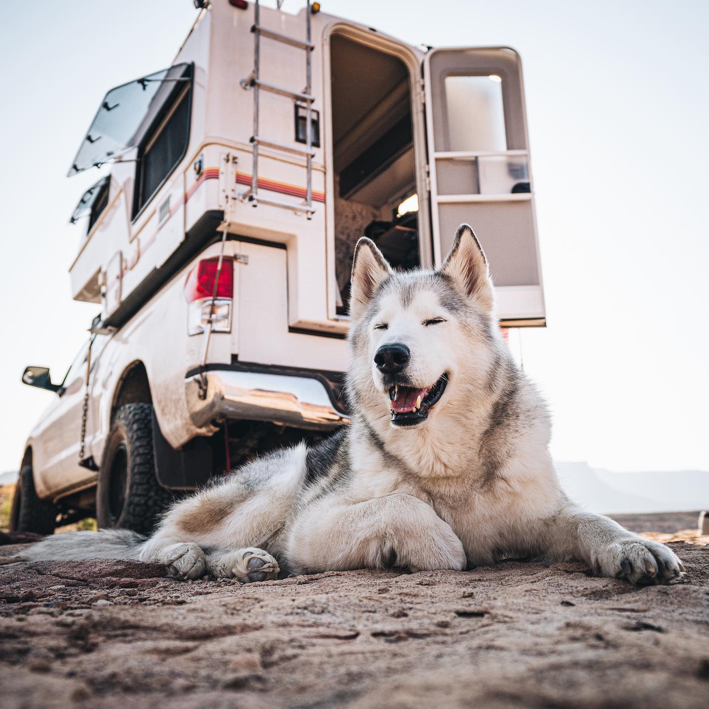 Loki the Wolfdog with the Truck Camper