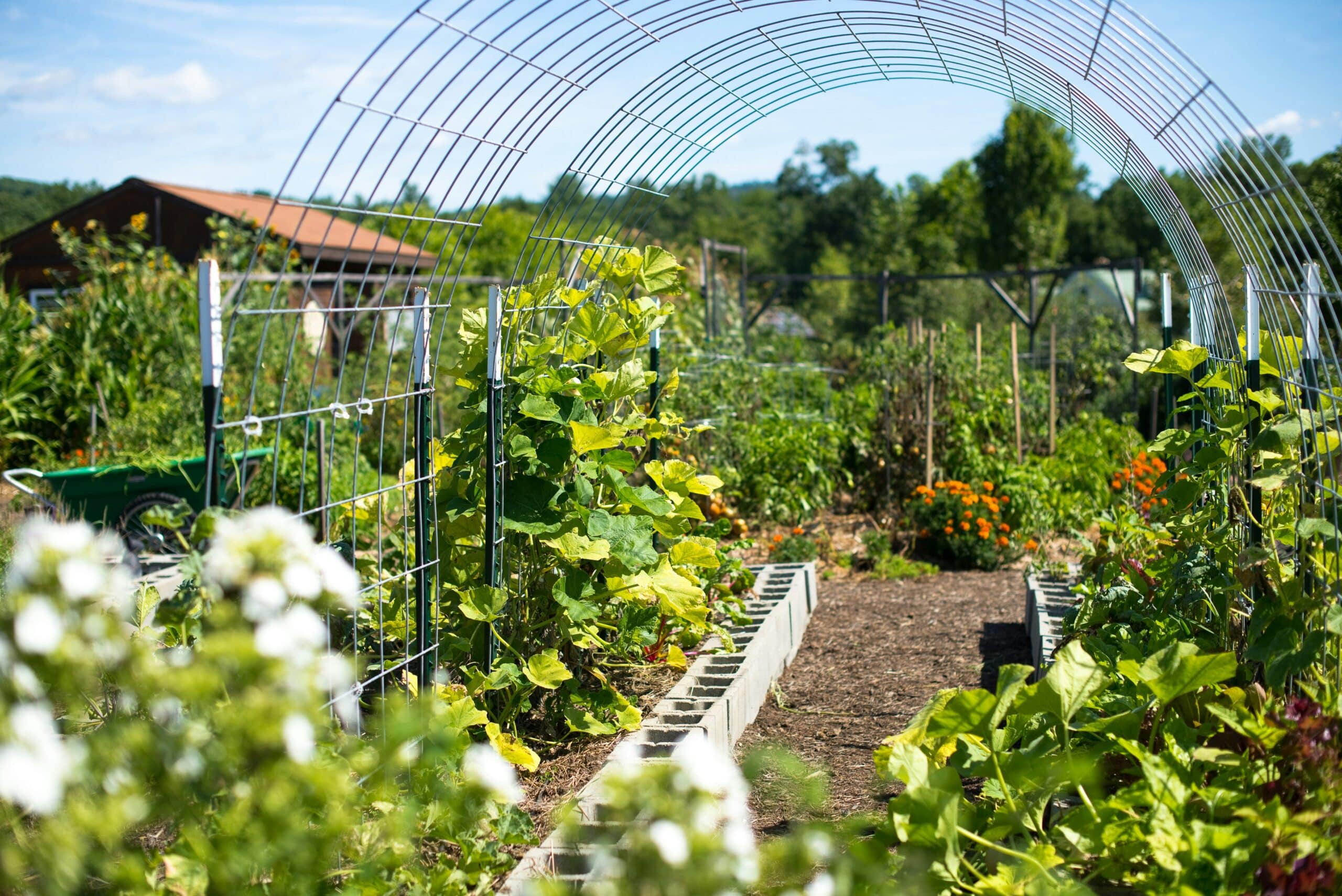 Homestead garden